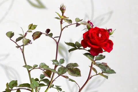 Red rose as the interior Stock Photos