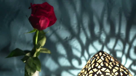 Red rose in interior shot Stock Footage 63016476
