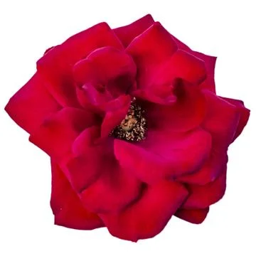 Red rose isolate top view Bud opened Stock Photos