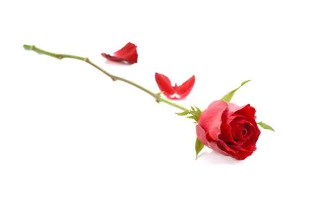 Red rose isolate on white background Stock Photos