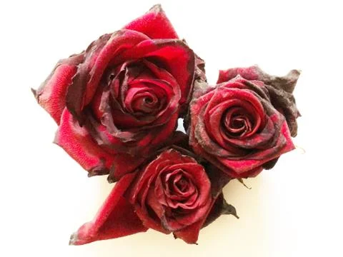 A red rose isolate on a white background Stock Photos