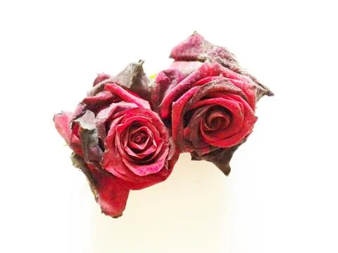 A red rose isolate on a white background Stock Photos