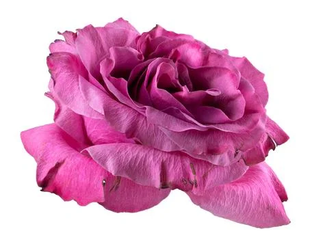 Red rose isolate on white background close-up Stock Photos