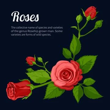 Red rose isolated on a black background Illustrazione stock