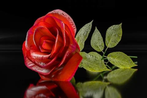 Red rose isolated on black background. Its reflection casts a mirror image,.. Stock Illustration