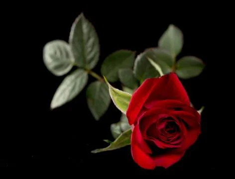 Red Rose Isolated on Black Stock Photos