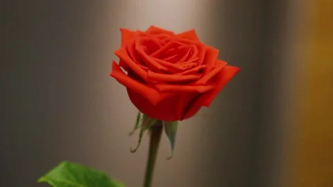 Red rose isolated on grey background. Media. Video pwith a flower in the center Stock-Footage 140614909