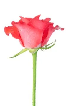 Red rose isolated Stock Photos