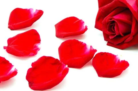 Red rose isolated Stock Photos