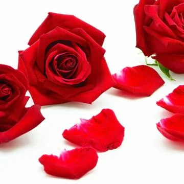 Red rose isolated Stock Photos