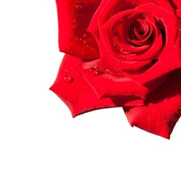 Red rose isolated Stock Photos