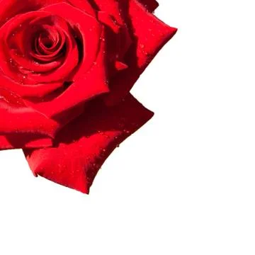 Red rose isolated Stock Photos