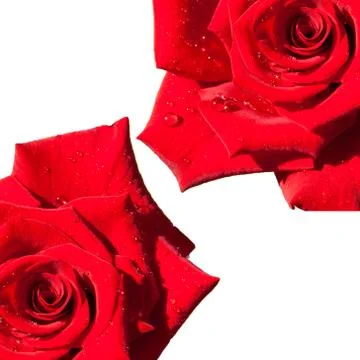 Red rose isolated Stock Photos