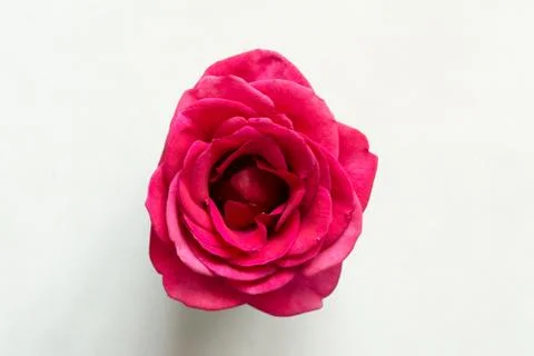 Red rose isolated Stock Photos