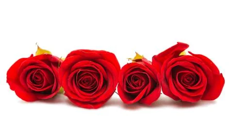 Red rose isolated Stock Photos