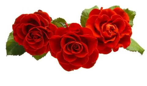 Red rose isolated Stock Photos