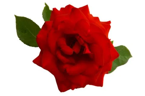 Red rose isolated Stock Photos