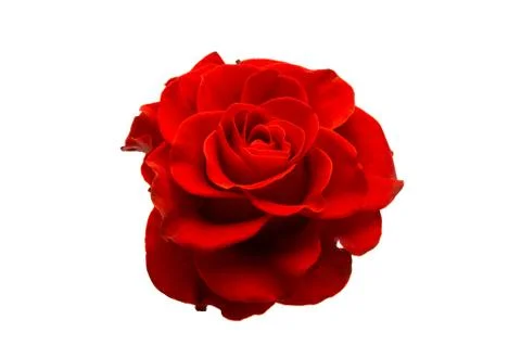 Red rose isolated Stock Photos