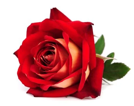 Red rose isolated Stock Photos