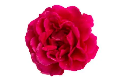 Red rose isolated Stock Photos