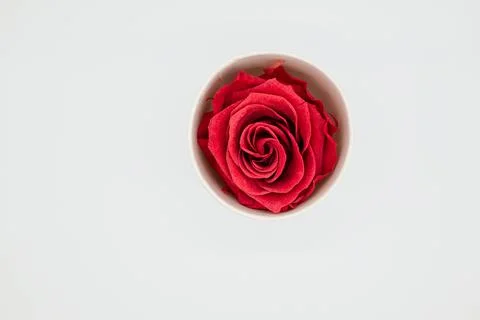 Red rose isolated Stock-Fotos