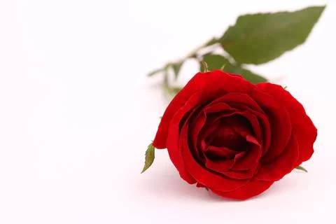 Red rose isolated Stock Photos