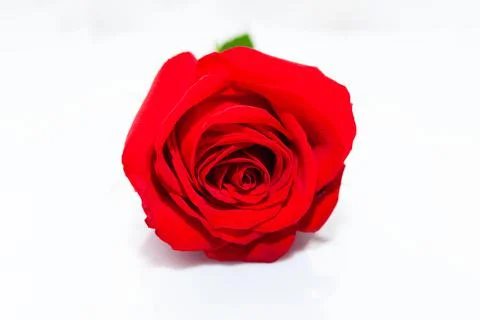 Red rose isolated Stock Photos