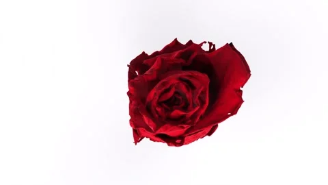 Red Rose isolated rotating in loop on white background Stock-Footage 268659846