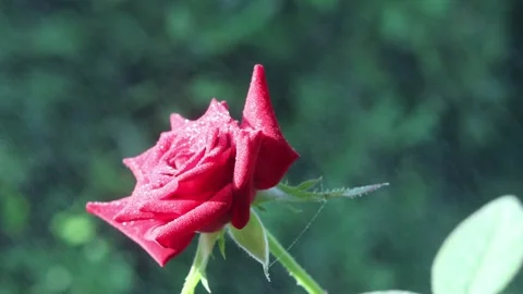 Red rose isolated on the tree. rose 4k Stock Footage 262728985