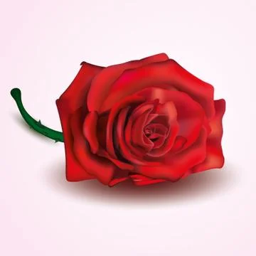 Red Rose isolated on white and pink background Stock Illustration
