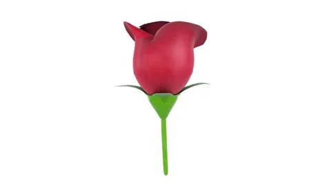 Red rose isolated on white background Stockbeeldmateriaal 308452421