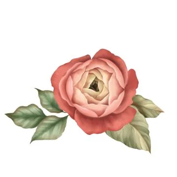 Red rose. Isolated on white background. Stock Illustration
