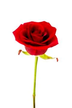 Red rose isolated on a white background Stock Photos