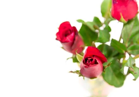Red rose isolated on white background Stock Photos