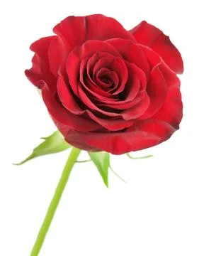 Red rose isolated on white background. Stock Photos