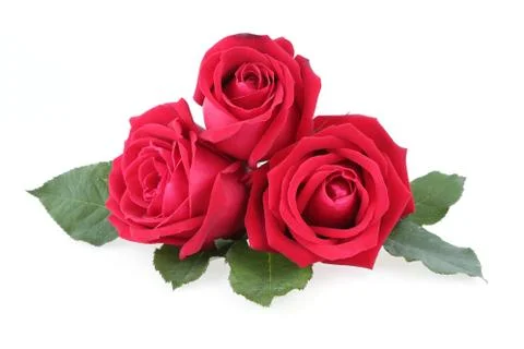 Red rose isolated on white background Stock Photos