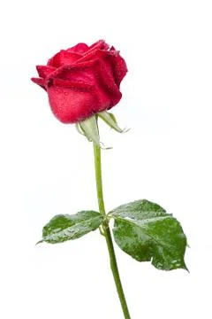 Red rose isolated on white background. Stock Photos