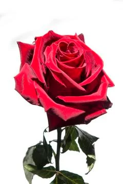 Red rose isolated on white background Stock Photos