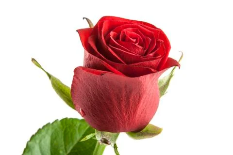 Red rose isolated on white background Stock Photos
