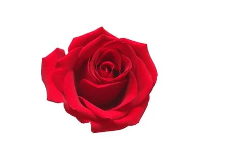 Red rose isolated on white background. Valentines Day concept Stock Photos