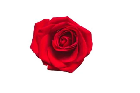Red rose isolated on white background. Valentines Day concept Stock Photos