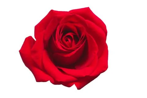Red rose isolated on white background. Valentines Day concept Stock Photos