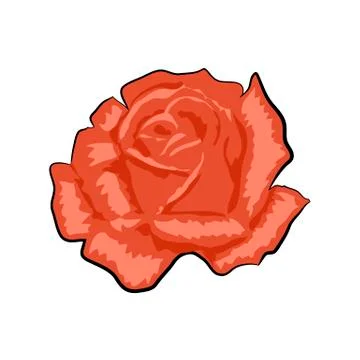 Red rose isolated on a white Stock Illustration
