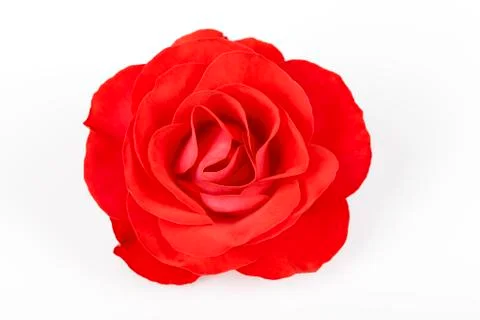A red rose isolated on white Foto stock