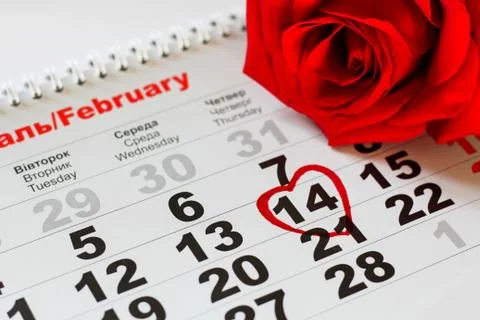Red rose lay on the calendar with the date of February 14 Valentine's day Stock Photos