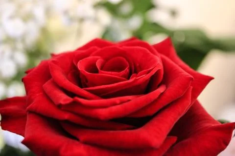 Red Rose layers Stock Photos