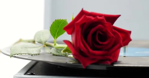 Red Rose laying on record player pull focus Video stock 150251378