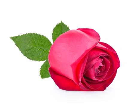 Red rose with leaf on white background Stock Photos