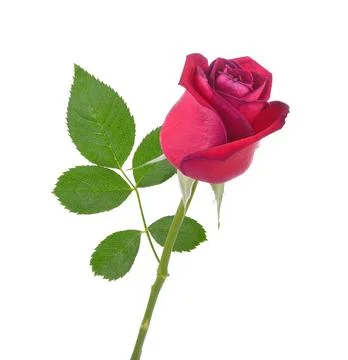Red rose with leaf on white background Fotos Stock
