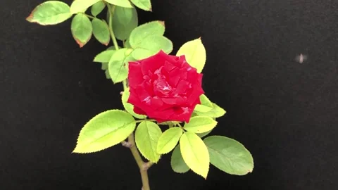 Red Rose with leafs Video stock 141639371